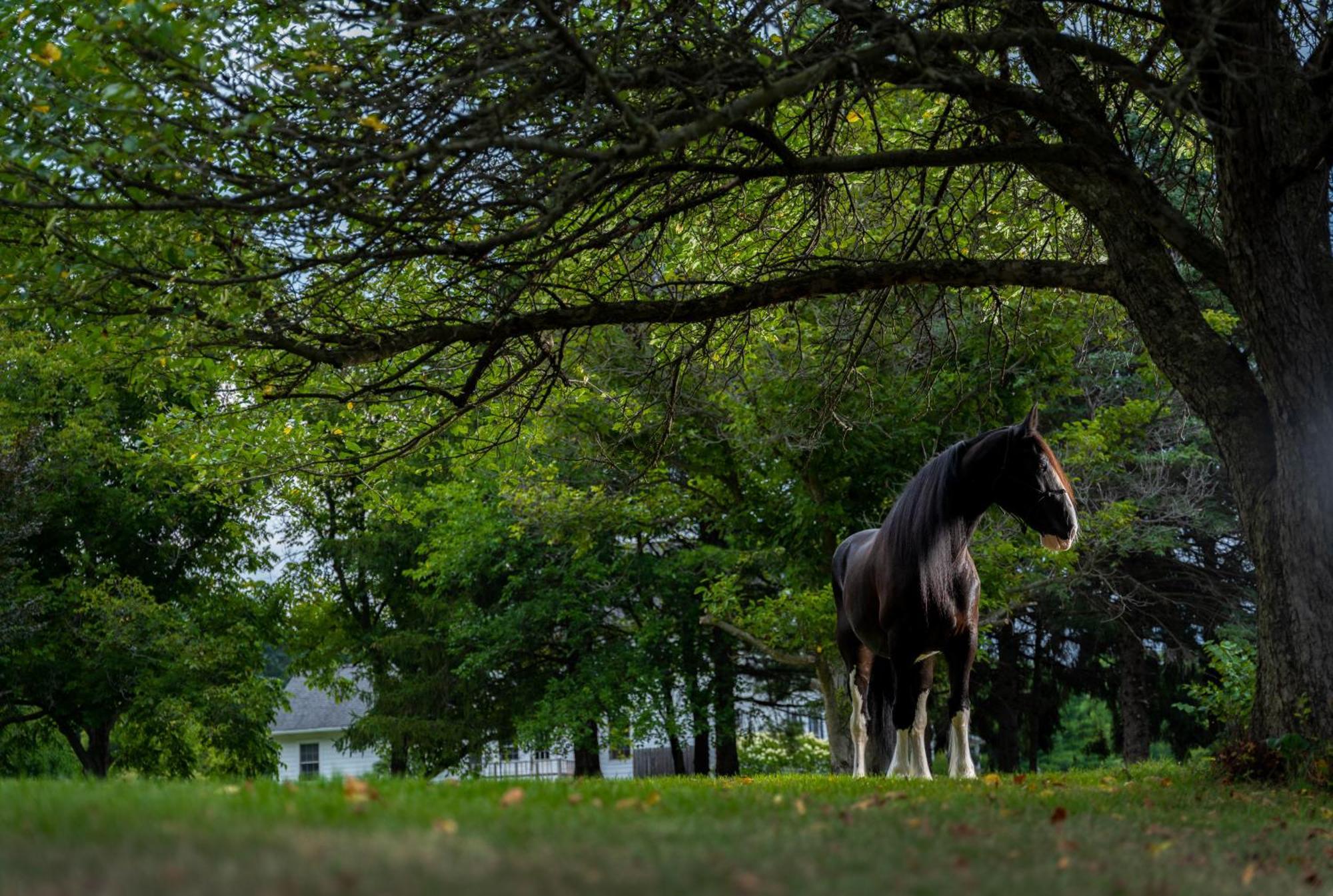 Apple Pony Inn Boalsburg Ngoại thất bức ảnh