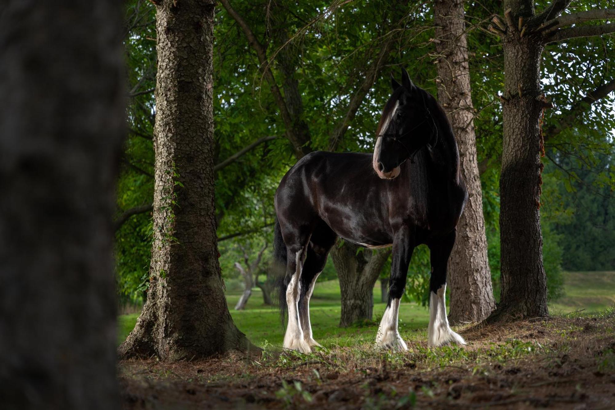 Apple Pony Inn Boalsburg Ngoại thất bức ảnh